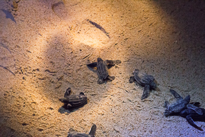 Leatherback Turtle, young turtles heading for the sea, Trinidad